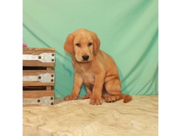 Labrador Retriever DOG Male Yellow 22150 Petland Las Vegas, Nevada