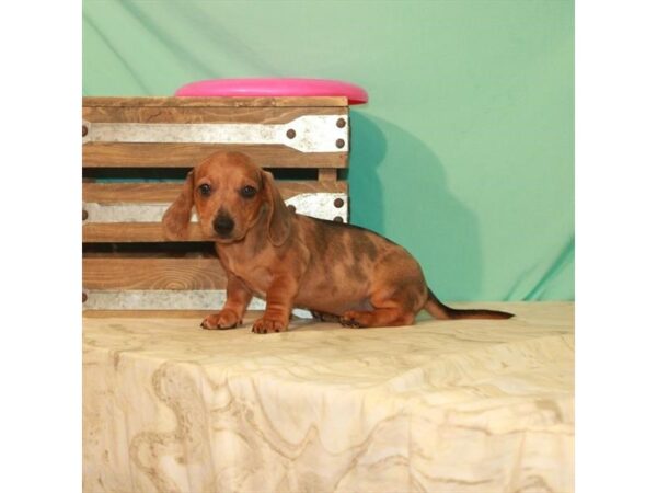 Dachshund DOG Female Red 22147 Petland Las Vegas, Nevada