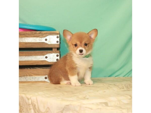 Pembroke Welsh Corgi DOG Female Red / White 22182 Petland Las Vegas, Nevada