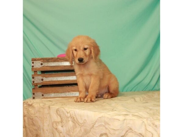 Golden Retriever DOG Male Golden 22148 Petland Las Vegas, Nevada