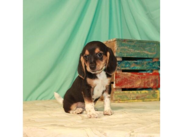 Beagle DOG Female Black White / Tan 22144 Petland Las Vegas, Nevada