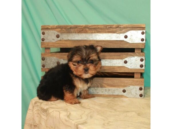 Yorkshire Terrier DOG Male Black / Tan 22152 Petland Las Vegas, Nevada