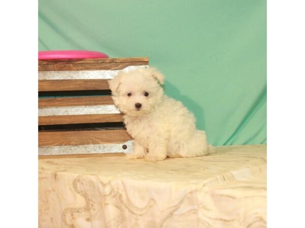 Maltese DOG Female White 22151 Petland Las Vegas, Nevada