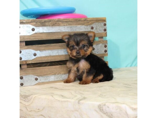 Yorkshire Terrier DOG Female Black / Tan 22153 Petland Las Vegas, Nevada