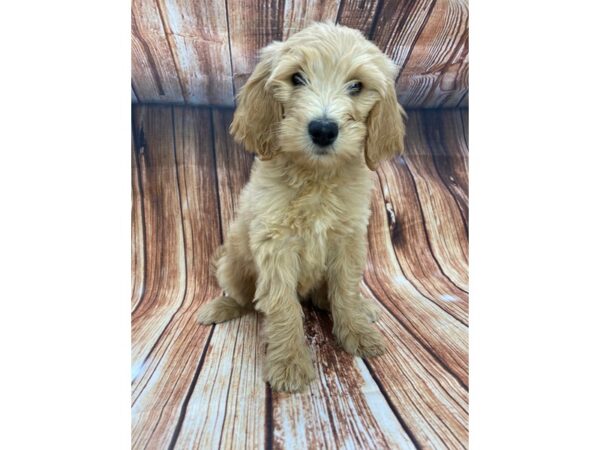 F1B Goldendoodle DOG Female Golden 22159 Petland Las Vegas, Nevada