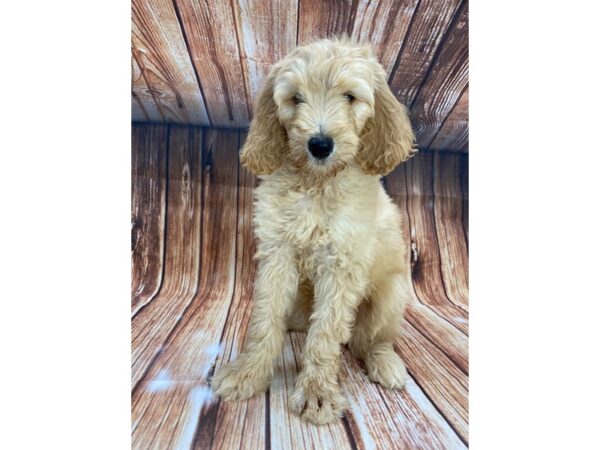 F1B Goldendoodle DOG Female Golden 22158 Petland Las Vegas, Nevada