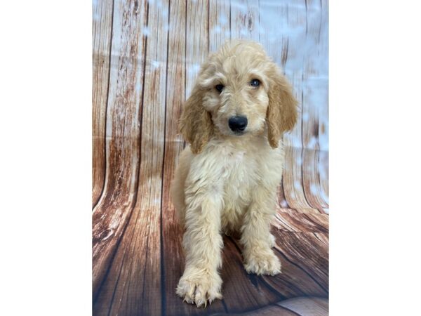 F1B Goldendoodle DOG Male Golden 22157 Petland Las Vegas, Nevada