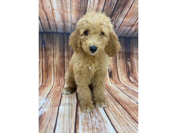 F1B Goldendoodle DOG Male Golden 22156 Petland Las Vegas, Nevada