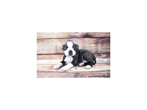 Boston Terrier DOG Female Black and White 22170 Petland Las Vegas, Nevada