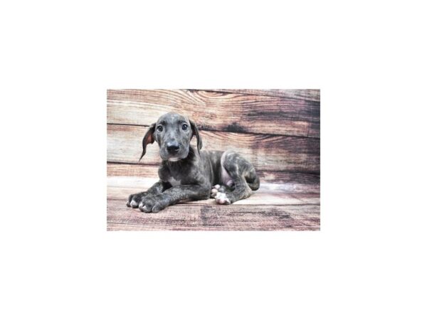 Great Dane DOG Male Brindle 22172 Petland Las Vegas, Nevada