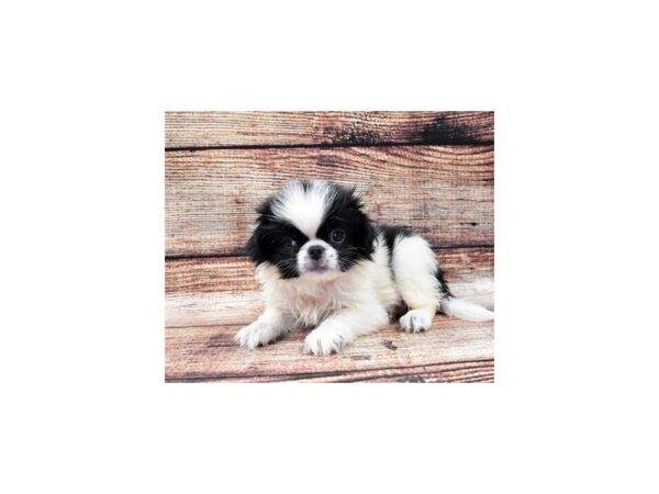 Japanese Chin DOG Male Black and White 22174 Petland Las Vegas, Nevada