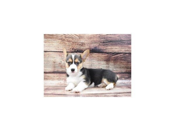 Pembroke Welsh Corgi DOG Female Black and Tan 22167 Petland Las Vegas, Nevada