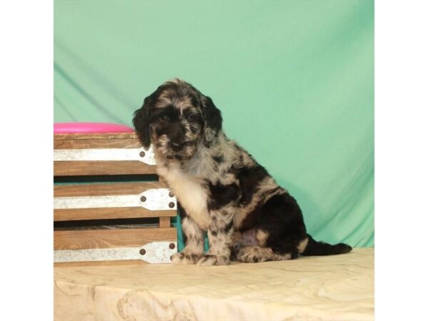 Golden Retriever/Poodle DOG Male Blue Merle 22191 Petland Las Vegas, Nevada