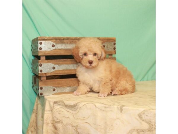 Poodle-DOG-Male-Apricot-22183-Petland Las Vegas, Nevada