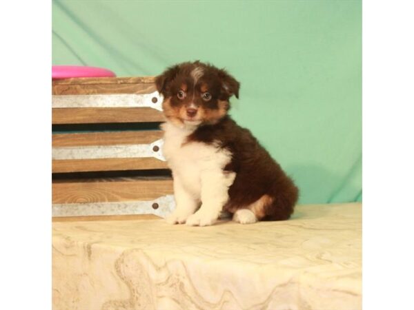 Australian Shepherd DOG Female Chocolate 22176 Petland Las Vegas, Nevada