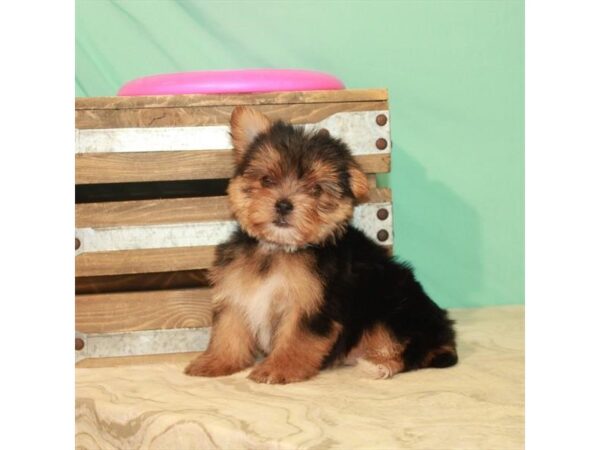 Yorkshire Terrier DOG Female Black / Tan 22184 Petland Las Vegas, Nevada