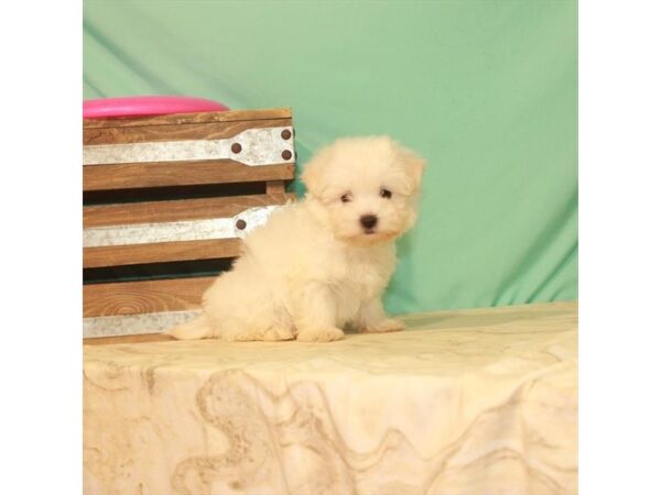 Maltese DOG Female White 22179 Petland Las Vegas, Nevada