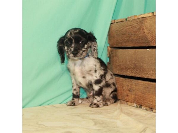 Cavalier King Charles Spaniel/Cocker Spaniel DOG Male Blue Roan 22190 Petland Las Vegas, Nevada