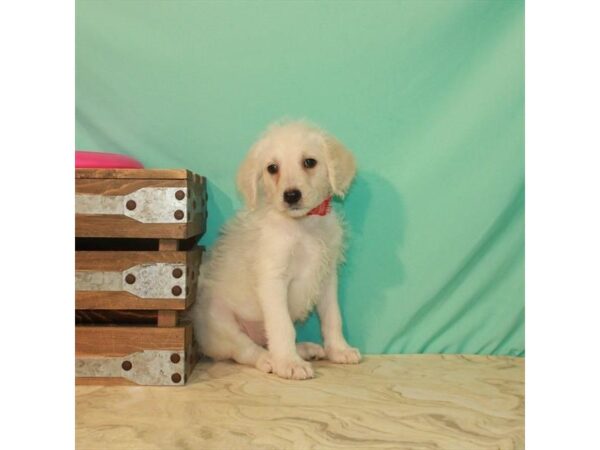 Labrador Retriever/Poodle DOG Female Yellow 22192 Petland Las Vegas, Nevada