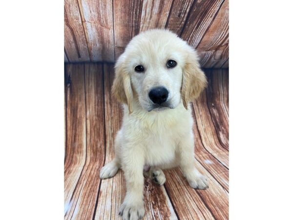 Golden Retriever DOG Male Light Golden 22178 Petland Las Vegas, Nevada