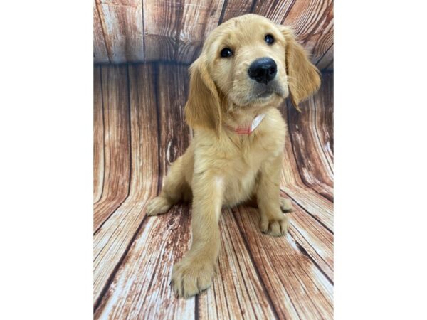 Golden Retriever DOG Female Golden 22199 Petland Las Vegas, Nevada