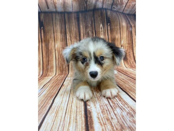 Miniature Australian Shepherd DOG Male Blue Merle 22194 Petland Las Vegas, Nevada