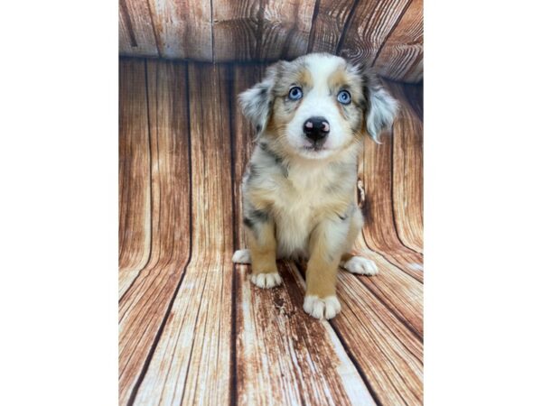 Miniature Australian Shepherd DOG Female Blue Merle 22195 Petland Las Vegas, Nevada