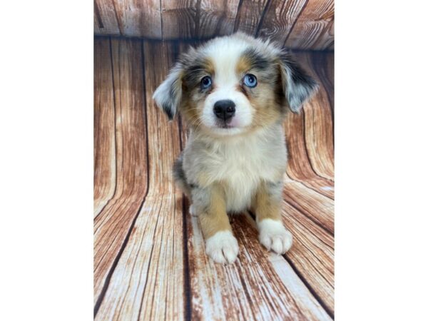 Miniature Australian Shepherd DOG Female Blue Merle 22196 Petland Las Vegas, Nevada