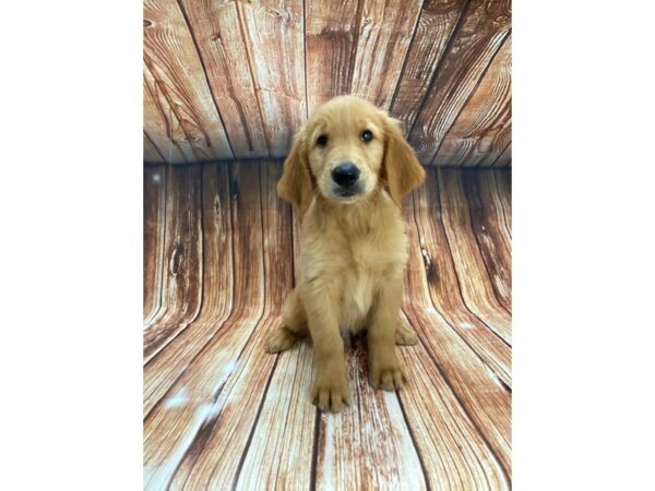 Golden Retriever DOG Male golden 22197 Petland Las Vegas, Nevada