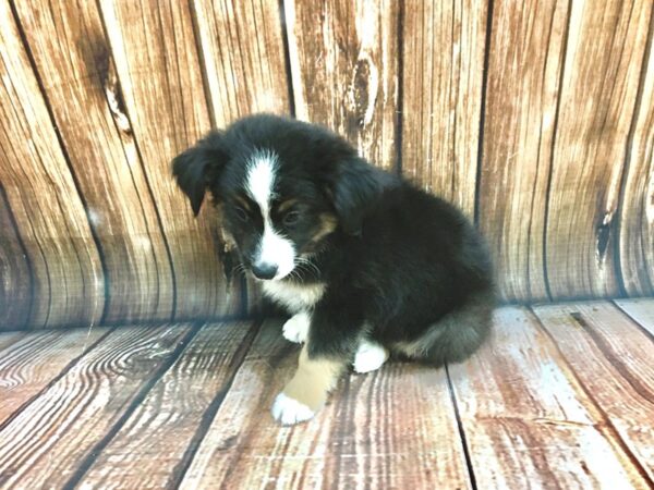 Miniature Australian Shepherd DOG Male Tri Color 22193 Petland Las Vegas, Nevada