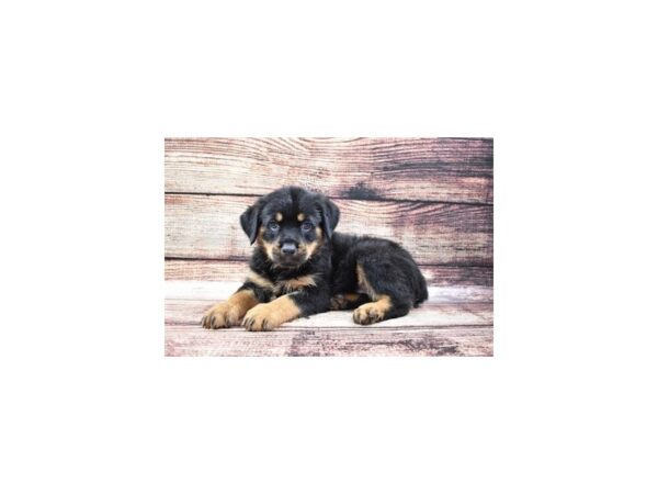 Rottweiler DOG Female Black and Rust 22204 Petland Las Vegas, Nevada