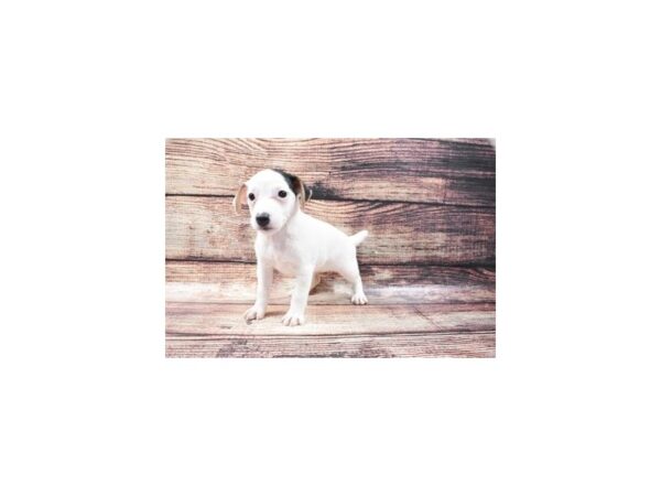 Jack Russell Terrier DOG Female White Black and Brown 22207 Petland Las Vegas, Nevada