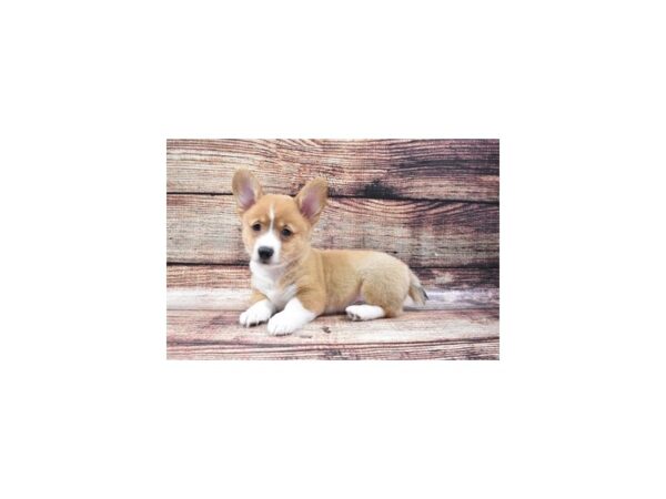 Pembroke Welsh Corgi DOG Male Sable 22208 Petland Las Vegas, Nevada