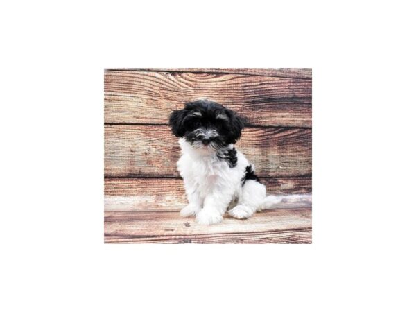 Havanese DOG Female Black and White 22203 Petland Las Vegas, Nevada