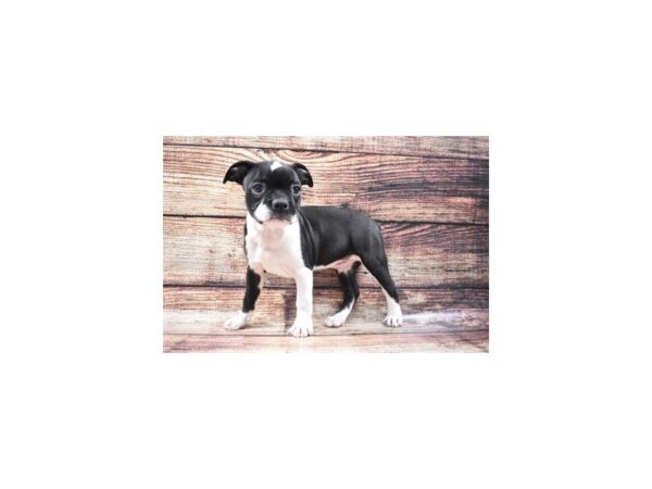 Boston Terrier DOG Male Black and White 22200 Petland Las Vegas, Nevada