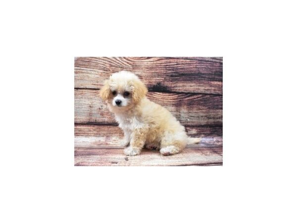 Pekingese Poodle Dog Female Cream