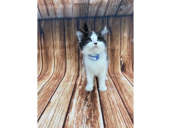 Domestic Cat CAT Male White / Black 22189 Petland Las Vegas, Nevada