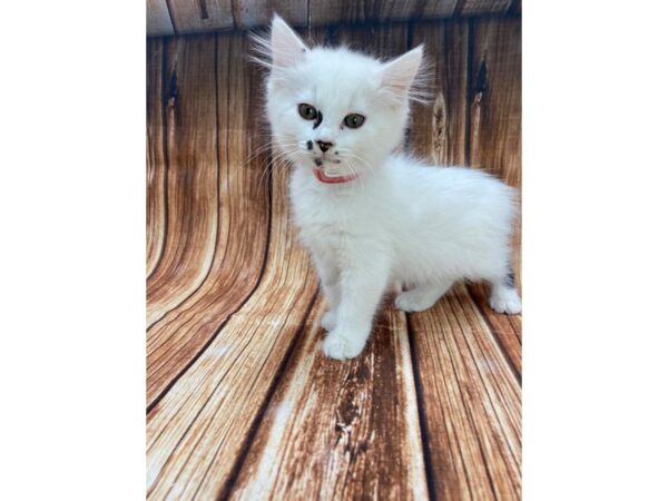 Domestic Cat-CAT-Female-White / Gray-22188-Petland Las Vegas, Nevada