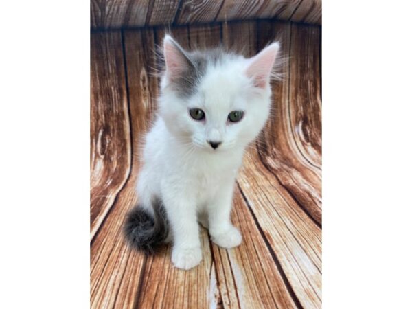 Domestic Cat CAT Female White / Gray 22187 Petland Las Vegas, Nevada