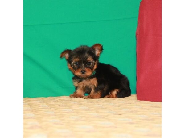 Yorkshire Terrier DOG Female Black / Tan 22215 Petland Las Vegas, Nevada