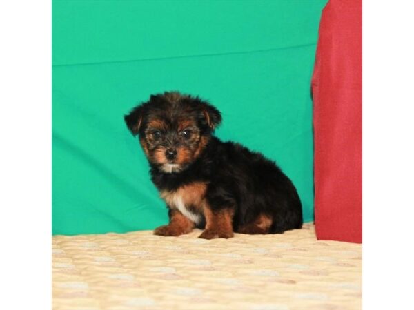 Yorkshire Terrier DOG Female Black / Tan 22216 Petland Las Vegas, Nevada