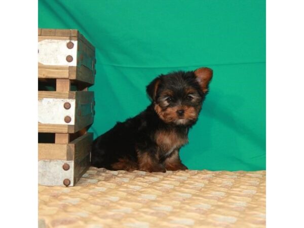 Yorkshire Terrier DOG Female Black / Tan 22217 Petland Las Vegas, Nevada