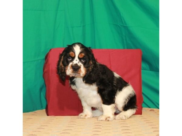 Cocker Spaniel DOG Male Black / Tan 22218 Petland Las Vegas, Nevada