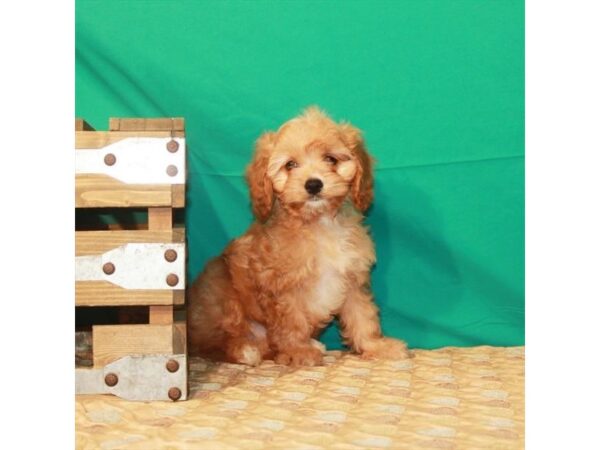 Cavalier King Charles Spaniel/Poodle DOG Female Red 22219 Petland Las Vegas, Nevada