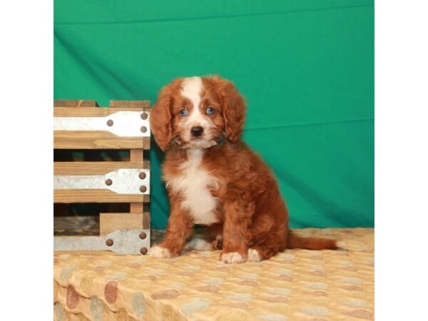 Cavalier King Charles Spaniel/Poodle DOG Male Ruby 22220 Petland Las Vegas, Nevada