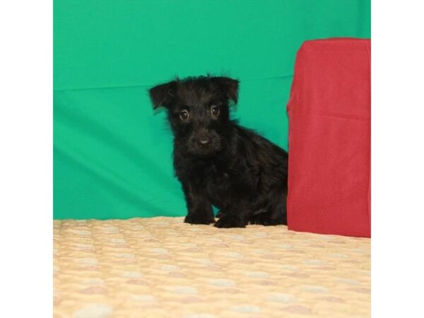 Scottish Terrier DOG Female Black 22212 Petland Las Vegas, Nevada