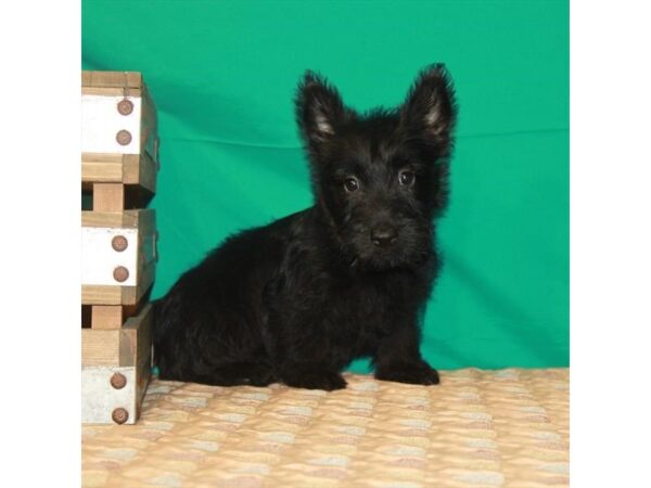 Scottish Terrier DOG Female Black 22213 Petland Las Vegas, Nevada