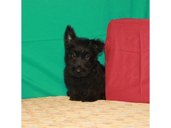 Scottish Terrier DOG Male Black 22214 Petland Las Vegas, Nevada