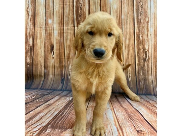 Golden Retriever DOG Female Golden 22221 Petland Las Vegas, Nevada