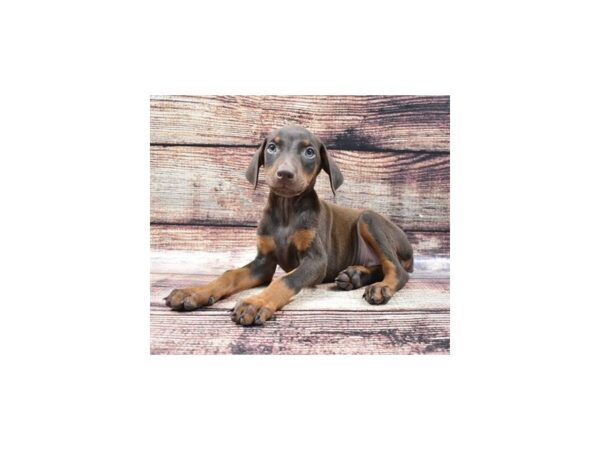 Doberman Pinscher-DOG-Female-Red and Rust-22223-Petland Las Vegas, Nevada